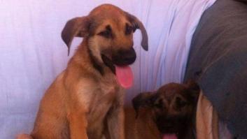 Así son Chapa y Pote, los cachorros que un desalmado tiró a una balsa de alquitrán