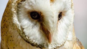 Lo que no sabías de la lechuza común, el ave del año 2018