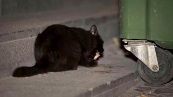 Denuncian que varias personas hicieron explotar un petardo en la boca de un gato en Badajoz