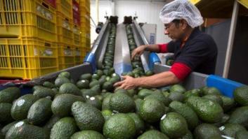 El furor por el aguacate en Occidente tiene consecuencias nefastas para América Latina
