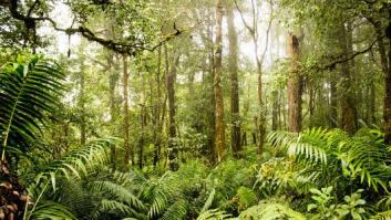 Los gestos que puedes hacer para evitar la pérdida de biodiversidad