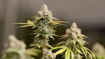 La OMS recomienda a la ONU modificar el estatus del cannabis