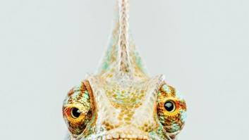 ¿Cuáles son algunos datos alucinantes del reino animal?