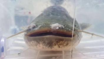 Aparece un siluro de más de 100 kilos en una presa del Guadalquivir y los ecologistas piden medidas para eliminarlo