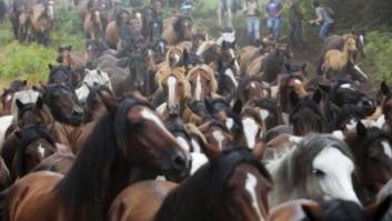 Rapa das Bestas 2015: 15 imágenes espectaculares de un rito único (FOTOS)