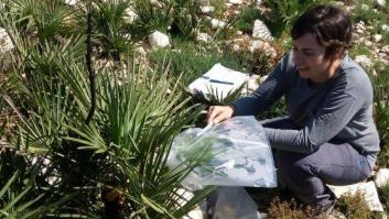 Yedra en el desierto