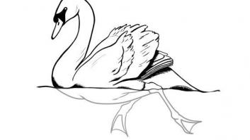 El cisne