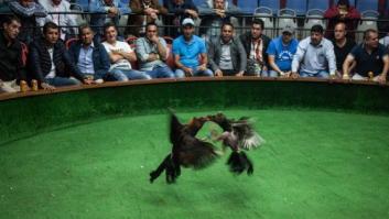 Operación Gallera: 182 detenidos, 103 gallos de pelea, cuchillas, espolones y drogas