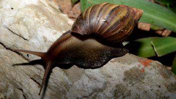 Los caracoles adoran las hermosas flores pero hay unas plantas que los mantienen alejados de tu jardín