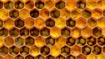 Jalea real para regenerar el cerebro