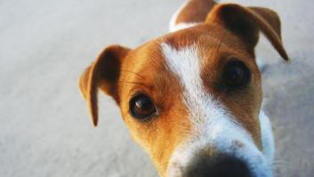 Por qué los perros te huelen la entrepierna cuando tienes la regla