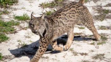 Matan en Córdoba a un lince ibérico de tres años con un disparo "a bocajarro"