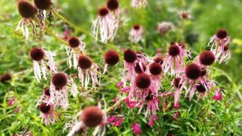 ¿La cesárea de una nueva especie?