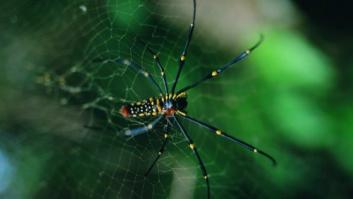Mucho más que una tela de araña: un material para hacer baterías recargables más duraderas