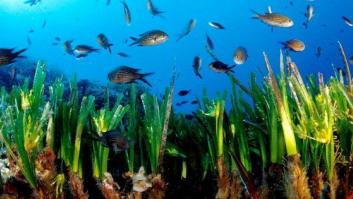 Yates contra el ser vivo más antiguo del planeta: apadrina la posidonia