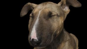 Estas fotos de perros zen te harán sentir muy zen