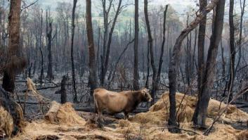 Unas 35.500 hectáreas han ardido en Galicia en la ola de incendios