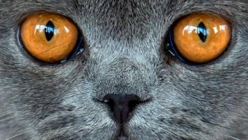 Las redes empiezan a llenarse de gatos para no dar detalles sobre la búsqueda del tirador de Estrasburgo