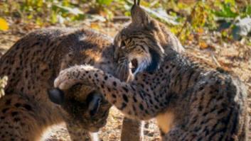 Encuentran ahogados a una hembra de lince y dos cachorros en balsa de Jaén