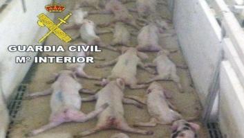 Condenan al acusado de matar a saltos a 79 lechones y al compañero que grabó el vídeo