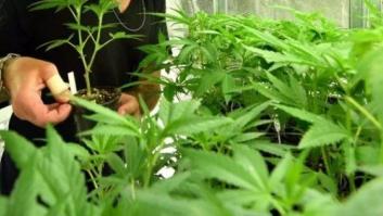 Casi la mitad de los españoles está a favor de legalizar la venta de marihuana, según el CIS