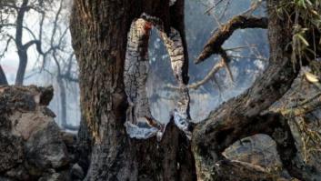 El incendio de Gata, estabilizado al cuarto día