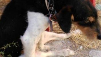 Denuncian al exalcalde de Muñoveros por disparar a un perro y dejarlo paralítico