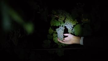 Un paseo nocturno entre viñedos: así es una vendimia nocturna