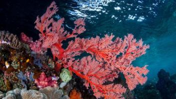 Sin alimento nadie quiere pelea en los arrecifes de coral