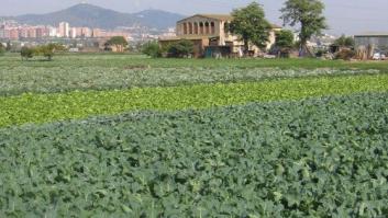 Alcachofas y casinos; parques agrarios y tierras devastadas