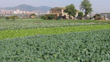 Carxofes i casinos; parcs agraris i terres devastades
