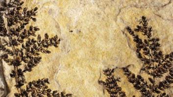 La flor más antigua del planeta es española y tiene entre 125 y 130 millones de años