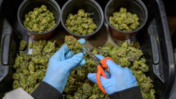 Comienza la carrera por la regulación del cannabis en el Congreso