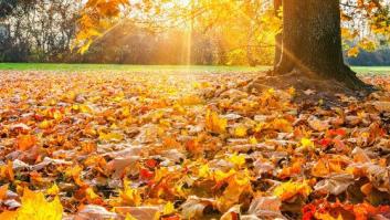 ¿Qué es lo mejor del otoño? ¡VOTA!