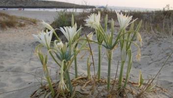 La Junta de Andalucía niega que la flor cortada por Carmena esté en peligro de extinción