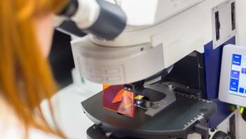 Los hemimastigotes, la nueva rama de la evolución de la vida que no es animal ni vegetal ni hongo