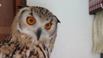 El 'vine' de un búho causa furor en las redes sociales