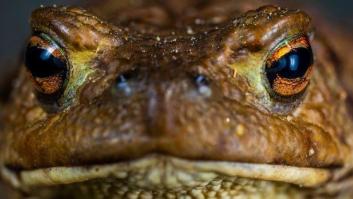 Nuevos episodios nacionales