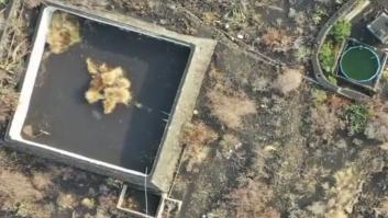La imagen del gato atrapado y rodeado de lava que muestra el problema más silenciado de La Palma