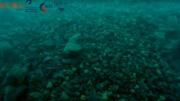 Las primeras imágenes submarinas de la fajana que se está formando en La Palma