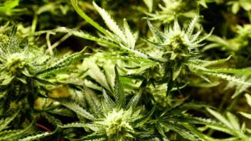 Desmantelado en Albacete el mayor cultivo de marihuana de España