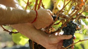 Estafan a un centenar de personas con una falsa oferta de empleo para trabajar en la vendimia francesa