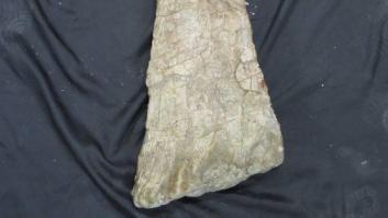 Descubren un nuevo gran dinosaurio saurópodo en Soria