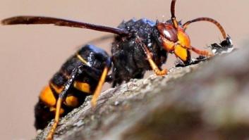 Retiran en Galicia un enorme nido de 'avispas asesinas': casi 1,20 metros de alto