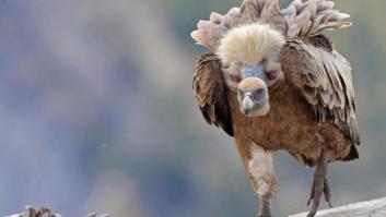 El fármaco que amenaza a cerca de 6.000 buitres