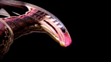 Mariposa o serpiente: la nueva ilusión óptica que arrasa en Twitter