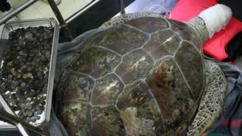 Taladran el caparazón de su tortuga para atarla al jardín e irse de vacaciones