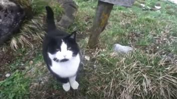 Un gato guía hasta su albergue a un turista perdido en los Alpes suizos