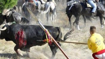 ENCUESTA: Toro de la Vega, ¿fiesta o aberración?