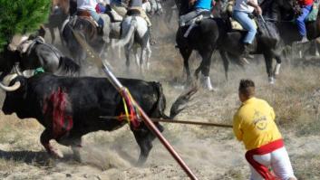 Toro de la Vega 2015: Los argumentos a favor y en contra (VOTA)